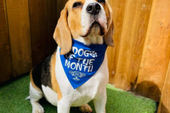 august-2021-dog-of-the-month-gall01-min