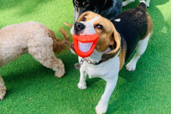 august-2021-dog-of-the-month-gall02-min