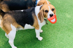 august-2021-dog-of-the-month-gall03-min