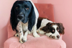 may-2023-dog-grooming-01-min
