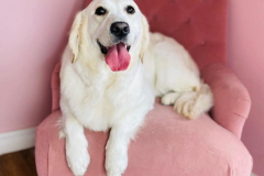 may-2023-dog-grooming-03-min