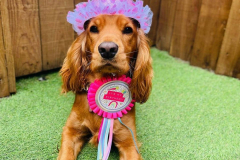 october-dog-birthdays-01-min