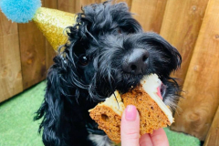 october-dog-birthdays-02-min