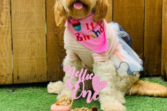 october-dog-birthdays-03-min