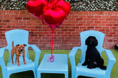 fdb-valentines-day-04-min